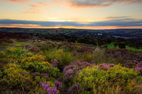 Bruyère en fleurs au coucher du soleil — Photo