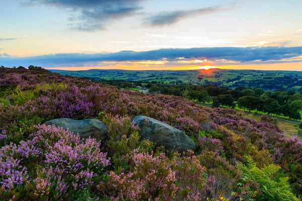 Heather in bloei bij zonsondergang — Stockfoto