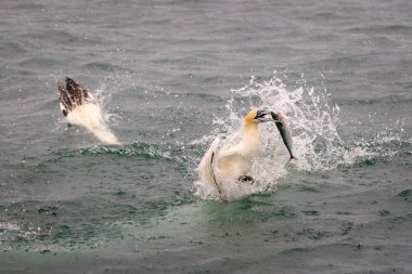Gannet su Balık tutma