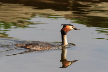 büyük tepeli batağan 