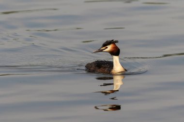 büyük tepeli batağan 