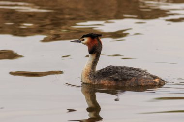 büyük tepeli batağan 