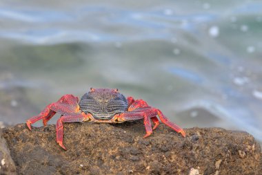 Kırmızı Sally Lightfoot Yengeç 