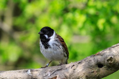 sazlık kiraz tünemiş