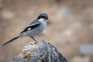 Güney gri örümcek kuşu (Lanius meridionalis)