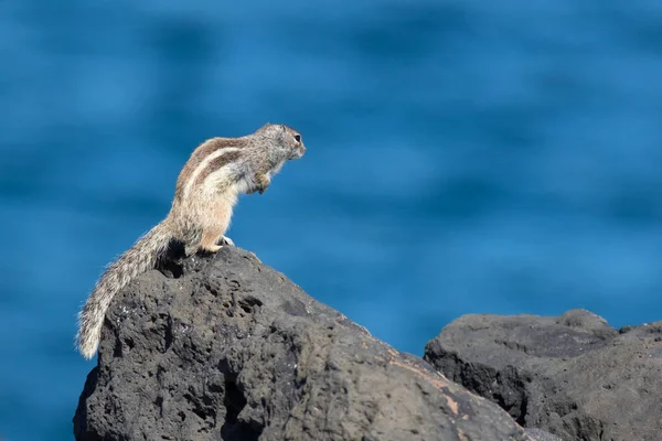 Barbary ground squirrel (atlantoxerus getulus) — Stock Photo, Image