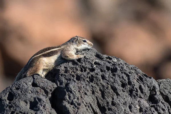 巴巴里地松鼠（英语：Barbary ground squirrel）) — 图库照片