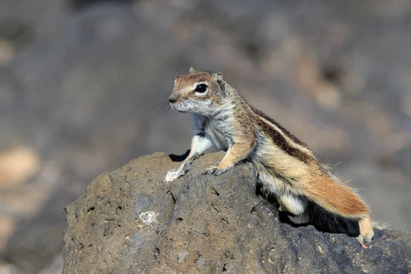 Scoiattolo terriccio barbaro (atlantoxerus getulus) — Foto Stock