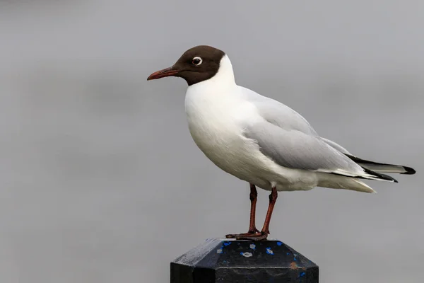 Black headed gull — Stock Photo, Image