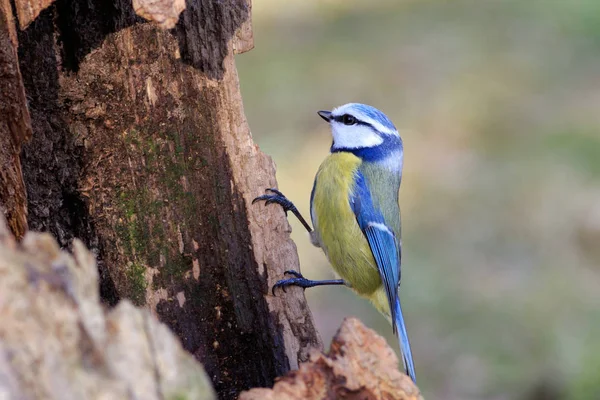 Teta azul (Parus caeruleus ) —  Fotos de Stock