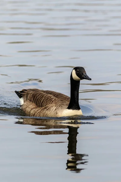 Canada goose på sjön — Stockfoto