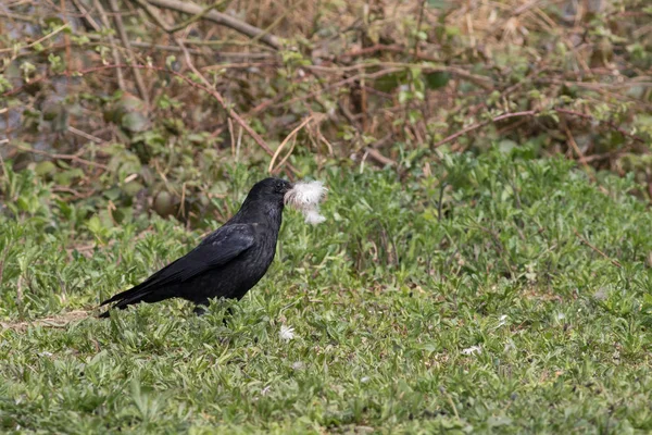 Corbeau avec nidification — Photo