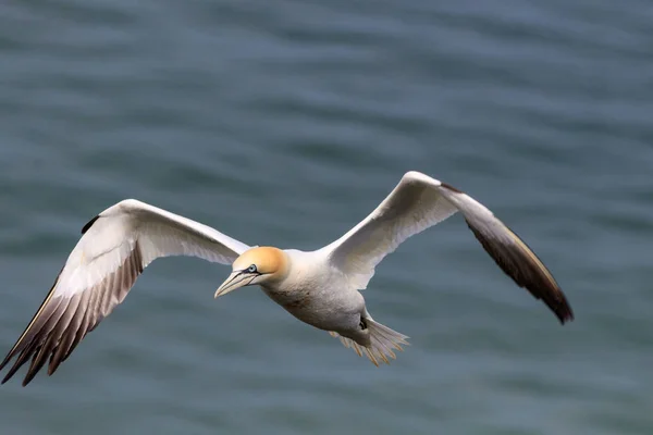 Gannet (Morus bassanus) — Stock Photo, Image