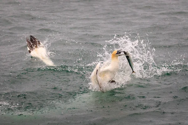 Gannet i vatten fiske — Stockfoto