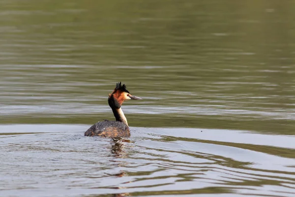 Great crested grebe — Stock Photo, Image