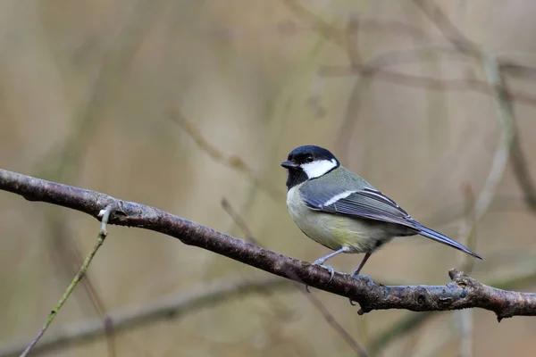 Grande Mésange (Parus major ) — Photo