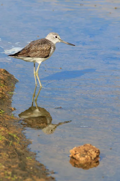 Greenshank (Tringa nebularia) — Stock Photo, Image