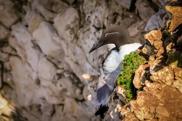 Guillemot zat op de rand — Stockfoto