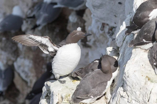 Guillemot perched on the edge — Stock Photo, Image