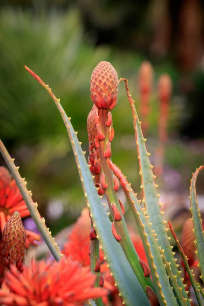 Červená aloe vera — Stock fotografie