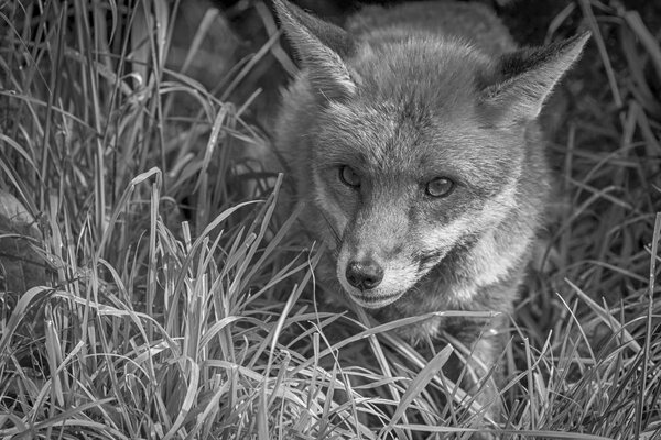Red Fox (Vulpes vulpes) on grass close-up