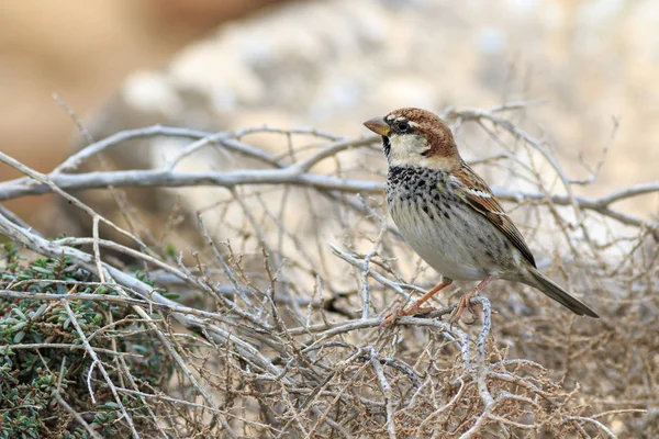 Spanish sparrow (Passer hispaniolensis) — Stock Photo, Image