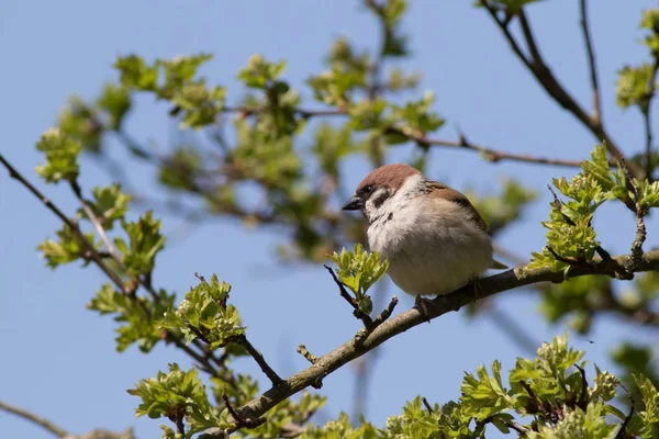 Baumsperling (Passer montanus)) — Stockfoto