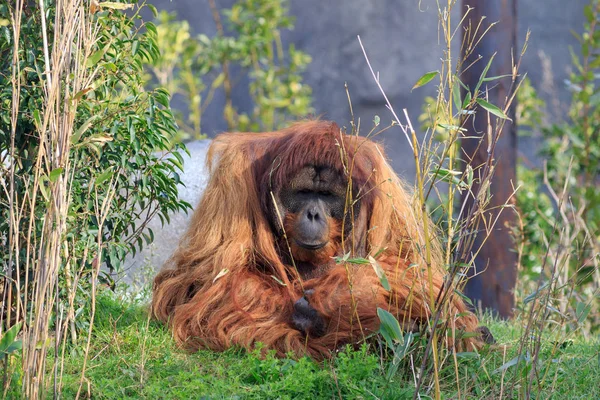 A Sumatran orangutang — Stock Photo, Image