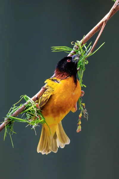 Деревенский ткач (Ploceus cucullatus) — стоковое фото