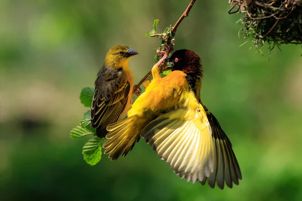 Village Weaver (Ploceus cucullatus) — Stock Photo, Image