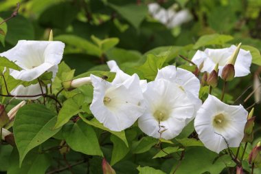 Gündüzsefası (Convolvulus arvensis)