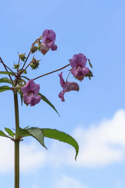 Himalaya-Balsam — Stockfoto