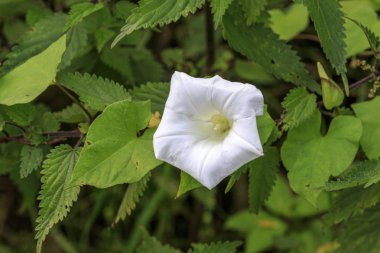Gündüzsefası (Convolvulus arvensis)