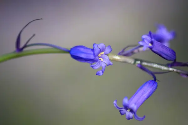 Bluebell — Stockfoto