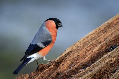 Şakrak kuşu (Pyrrhula pyrrhula) dizesini dal
