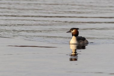 Gölün üzerindeki Büyük Tepeli Yunus (Podiceps Kristali)