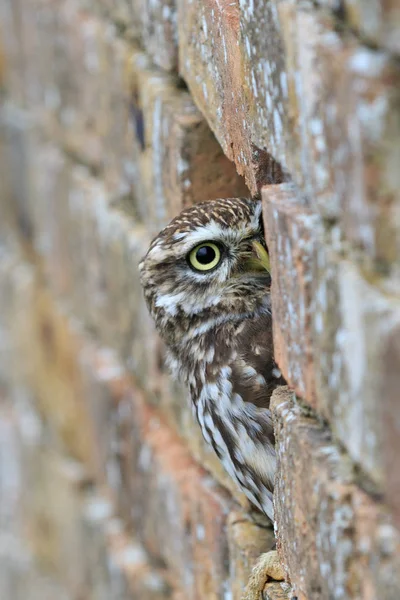 Little Owl Wall — Stock Photo, Image