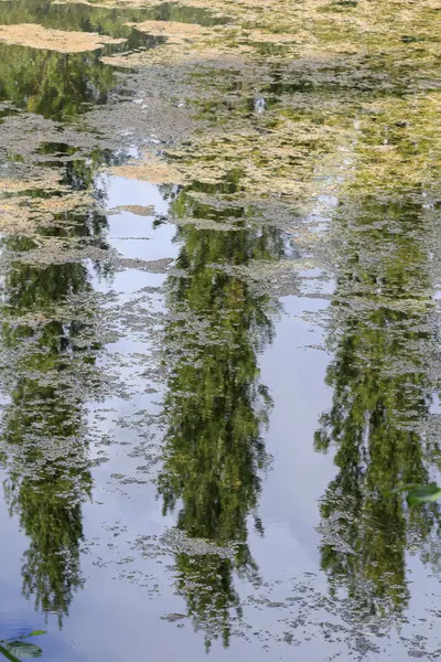 Reflexão Árvores Nas Águas Tranquilas Lago — Fotografia de Stock