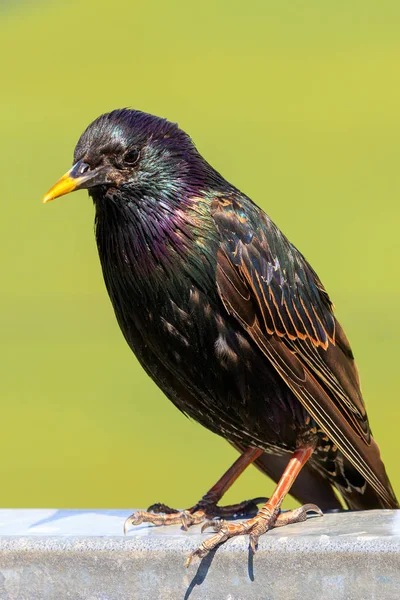 Die Schönen Farben Eines Starlings Aus Nächster Nähe — Stockfoto