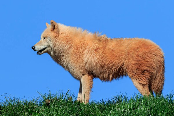 Arctic wolf (Canis lupus arctos) on grass with blue sky
