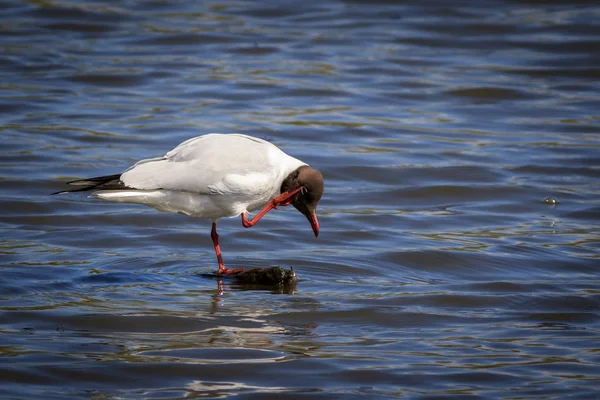 Black Headed Gull Larus Ridibundus Lake — Stock Photo, Image