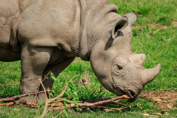 Czarnoskóry Rhinoceros Trawa Zbliżenie — Zdjęcie stockowe