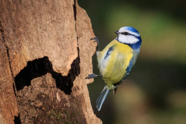 栖息在树枝上的蓝山雀 大山雀 — 图库照片