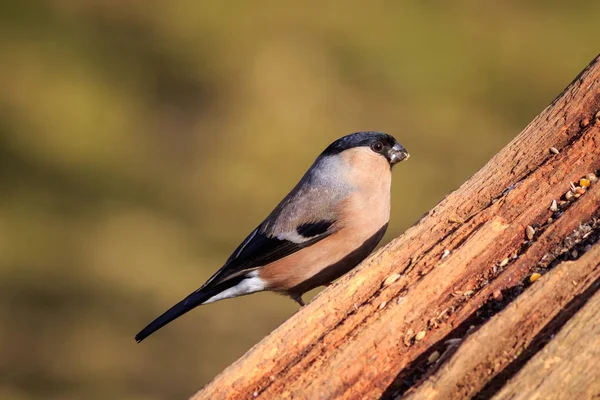 Domherre Pyrrhula Pyrrhula Perched Gren — Stockfoto