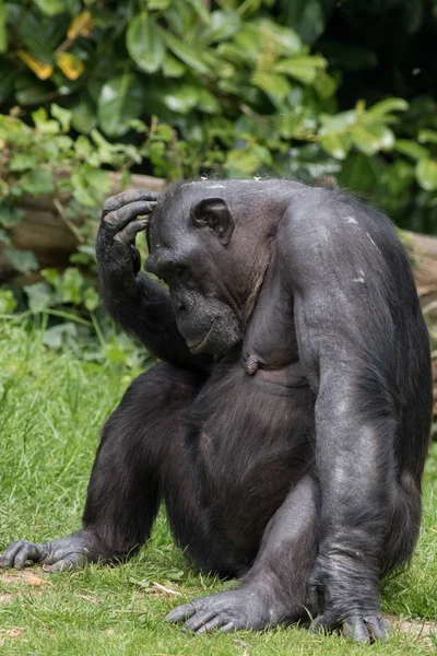 チンパンジーに地元の動物園で撮影した写真 — ストック写真