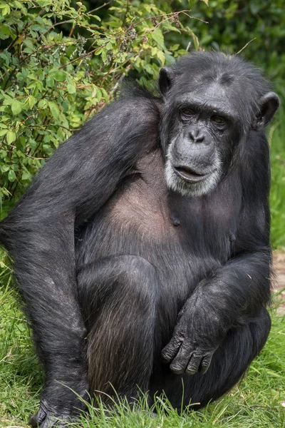 Chimpanzé Foto Tirada Zoológico Local — Fotografia de Stock