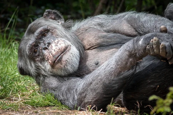 Foto Del Chimpancé Tomada Zoológico Local — Foto de Stock