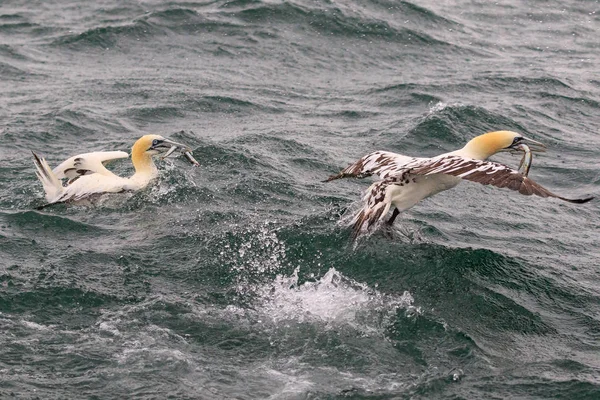 Gannets Buceo Para Peces Océano — Foto de Stock