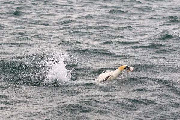 Gannets Plongée Pour Les Poissons Dans Océan — Photo