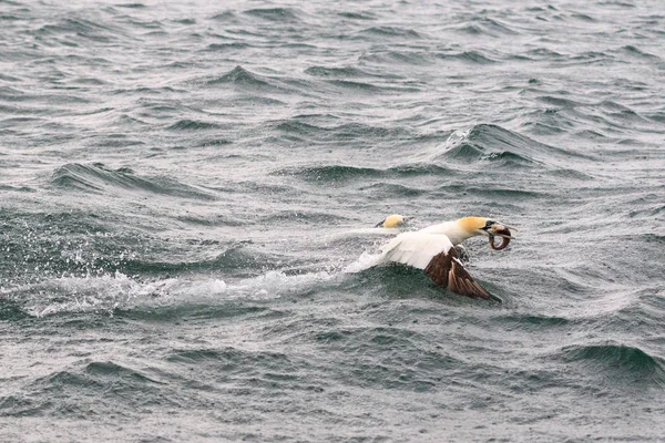 Gannets Immersioni Pesci Nell Oceano — Foto Stock